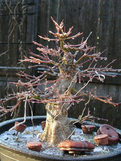 Frozen Japanese Maple