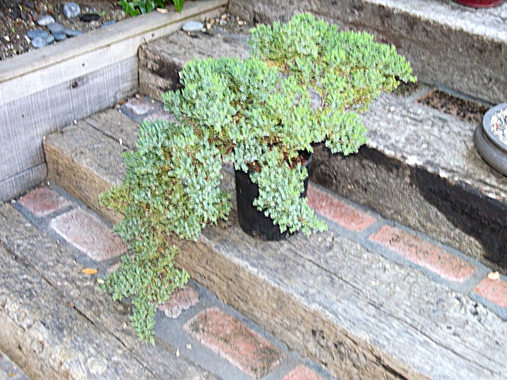 Green mound before repotting