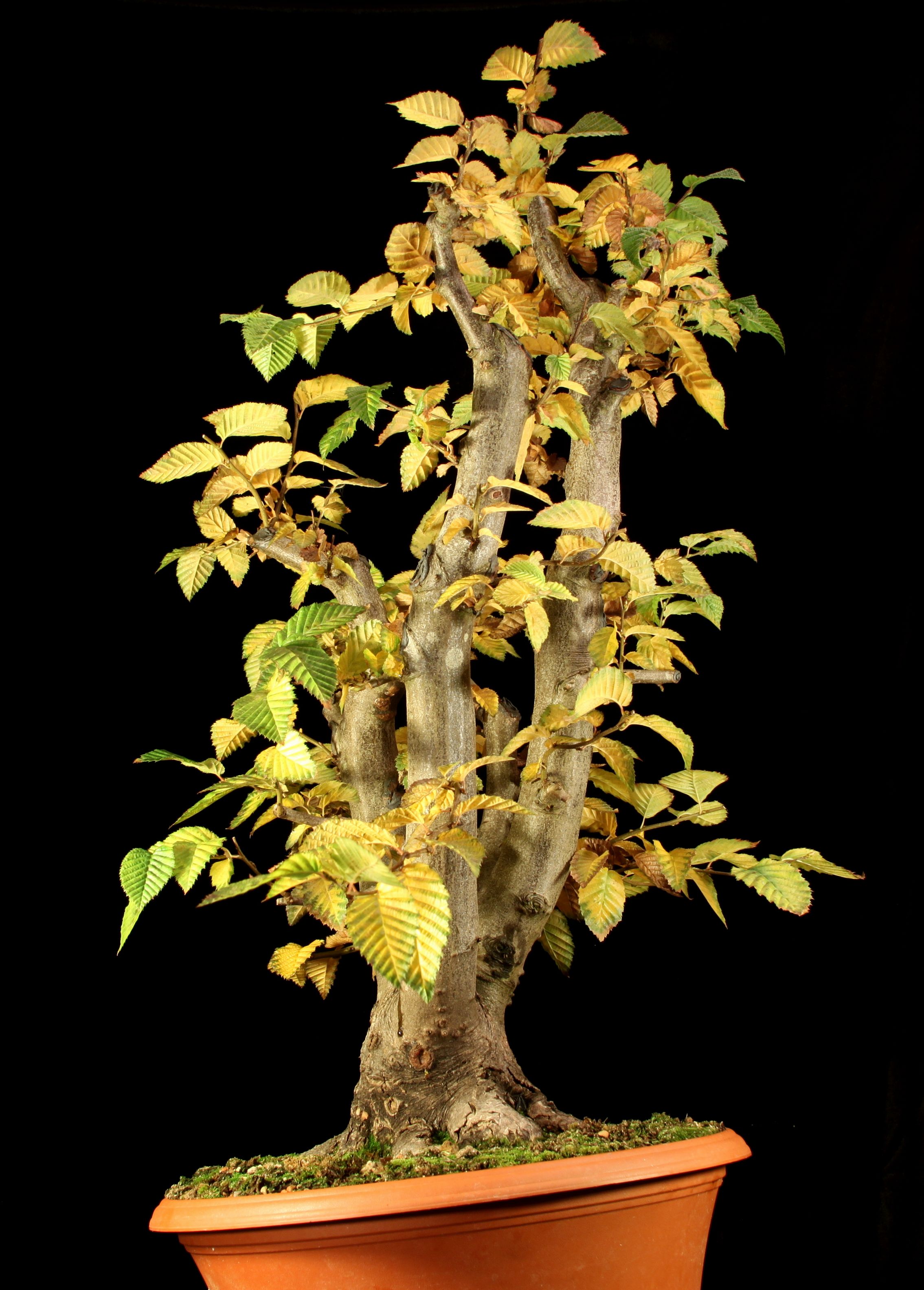 Hornbeam material