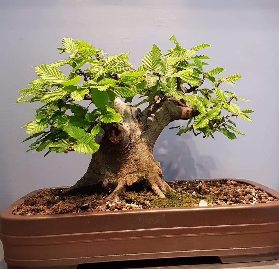 Hornbeam