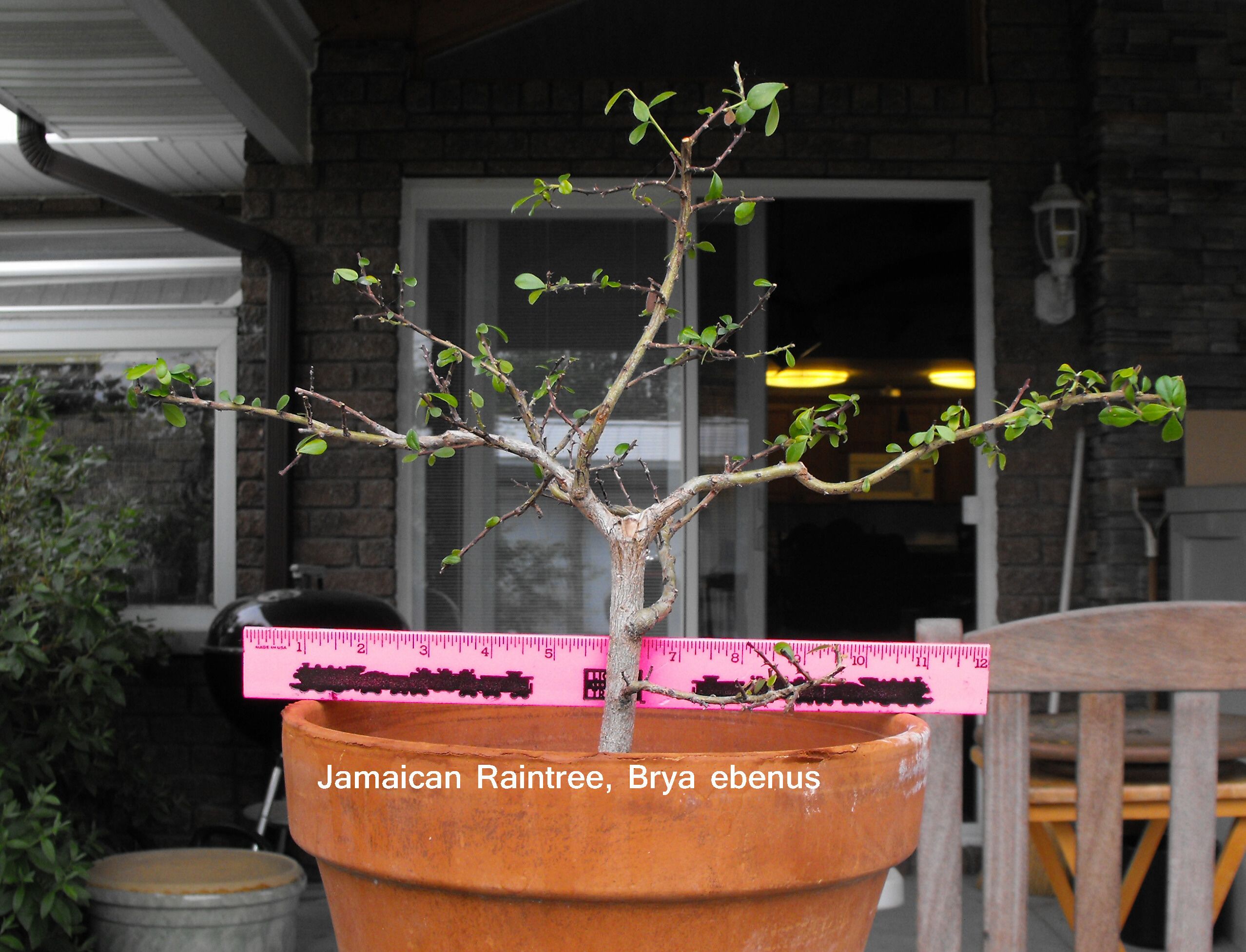 Jamaican Raintree Brya ebenus.JPG