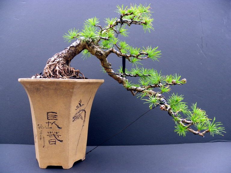 Jap. Larch - shohin