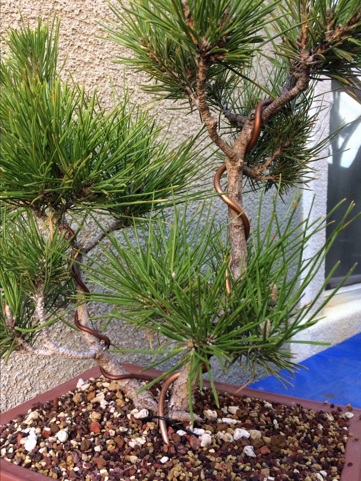 Japanese Black Pine #3
