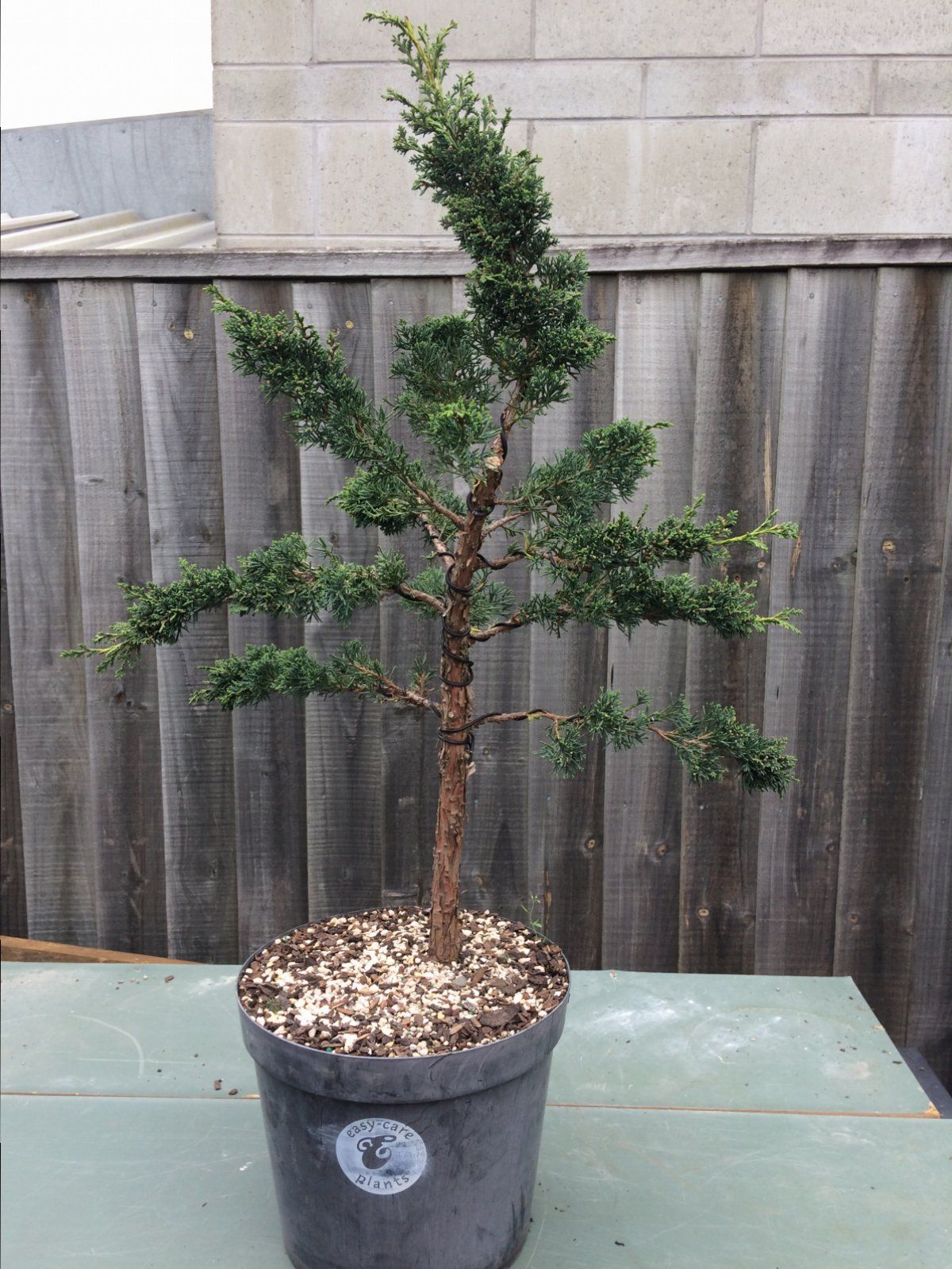 Juniper chinensis Blauuw