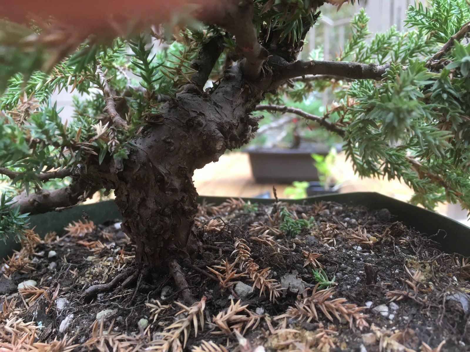 Juniper Front View