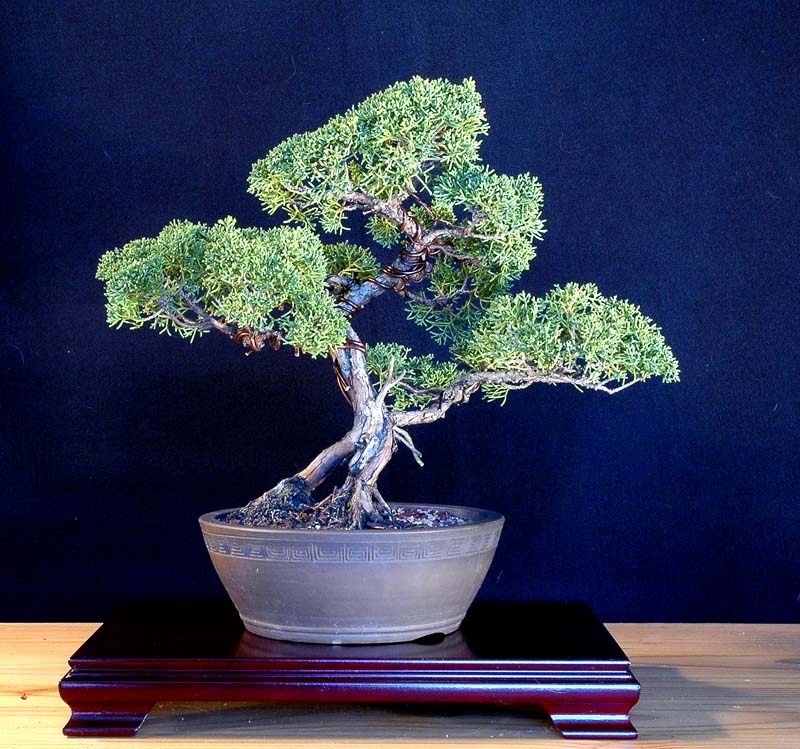 Juniperus Chinensis Shimpaku:  Shimpaku Juniper