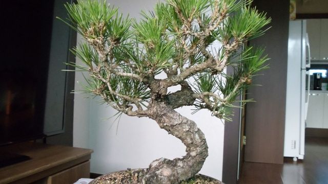 Korean 2 needle pine