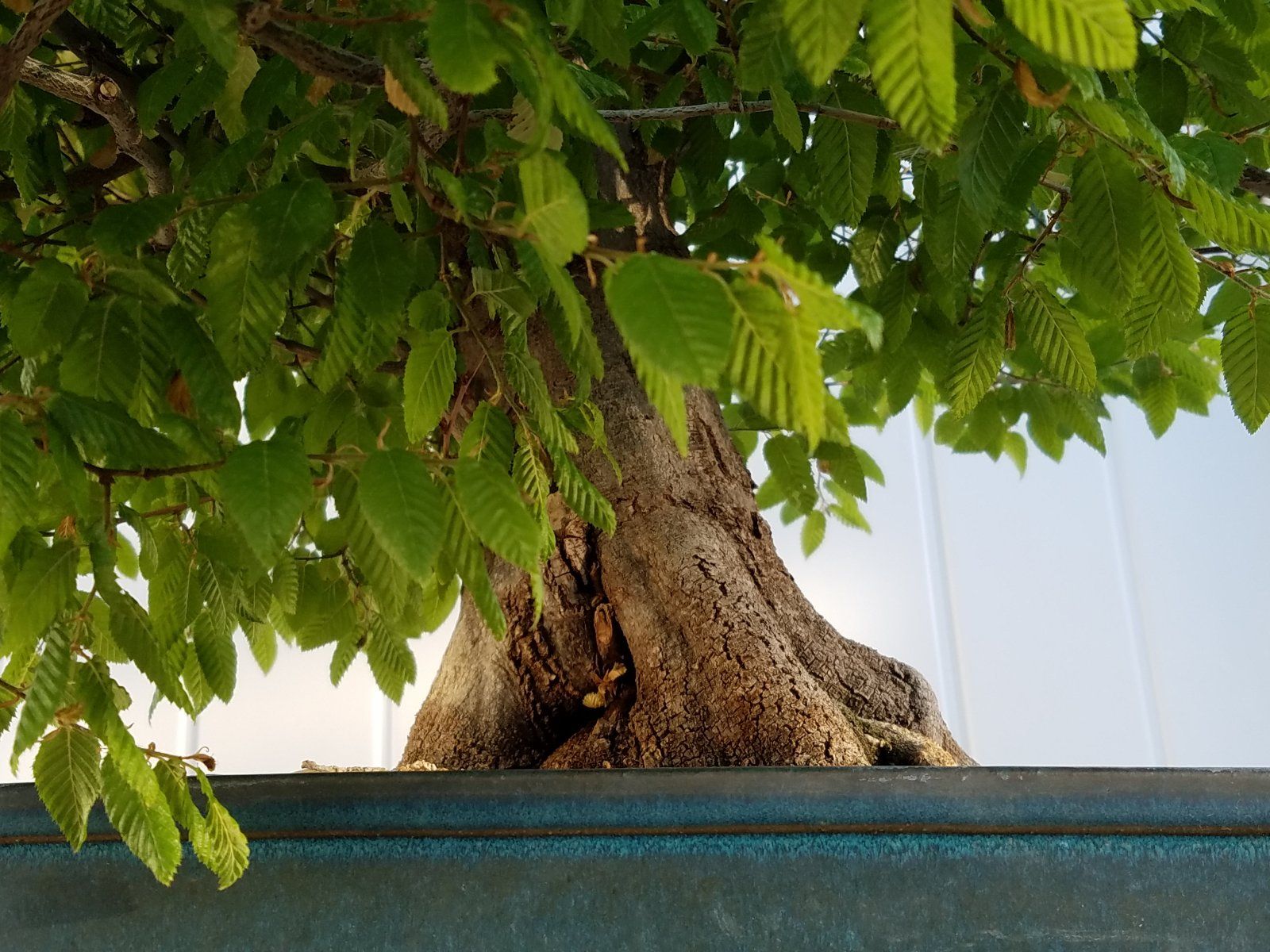 Korean Hornbeam trunk base