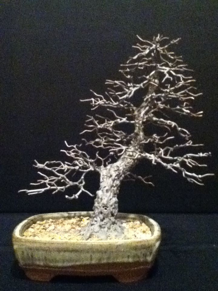 Metal bonsai sculpture