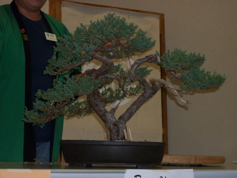 Midori Bonsai Show In San Jose