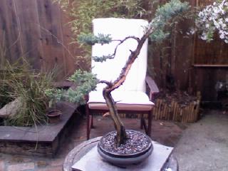 Needle juniper