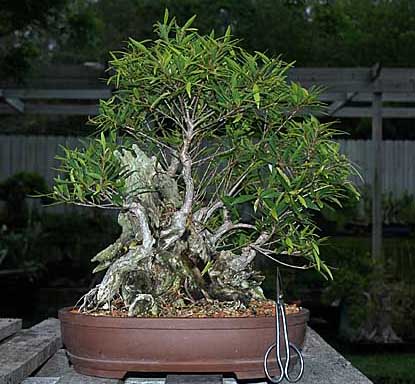 Nerifolia stump