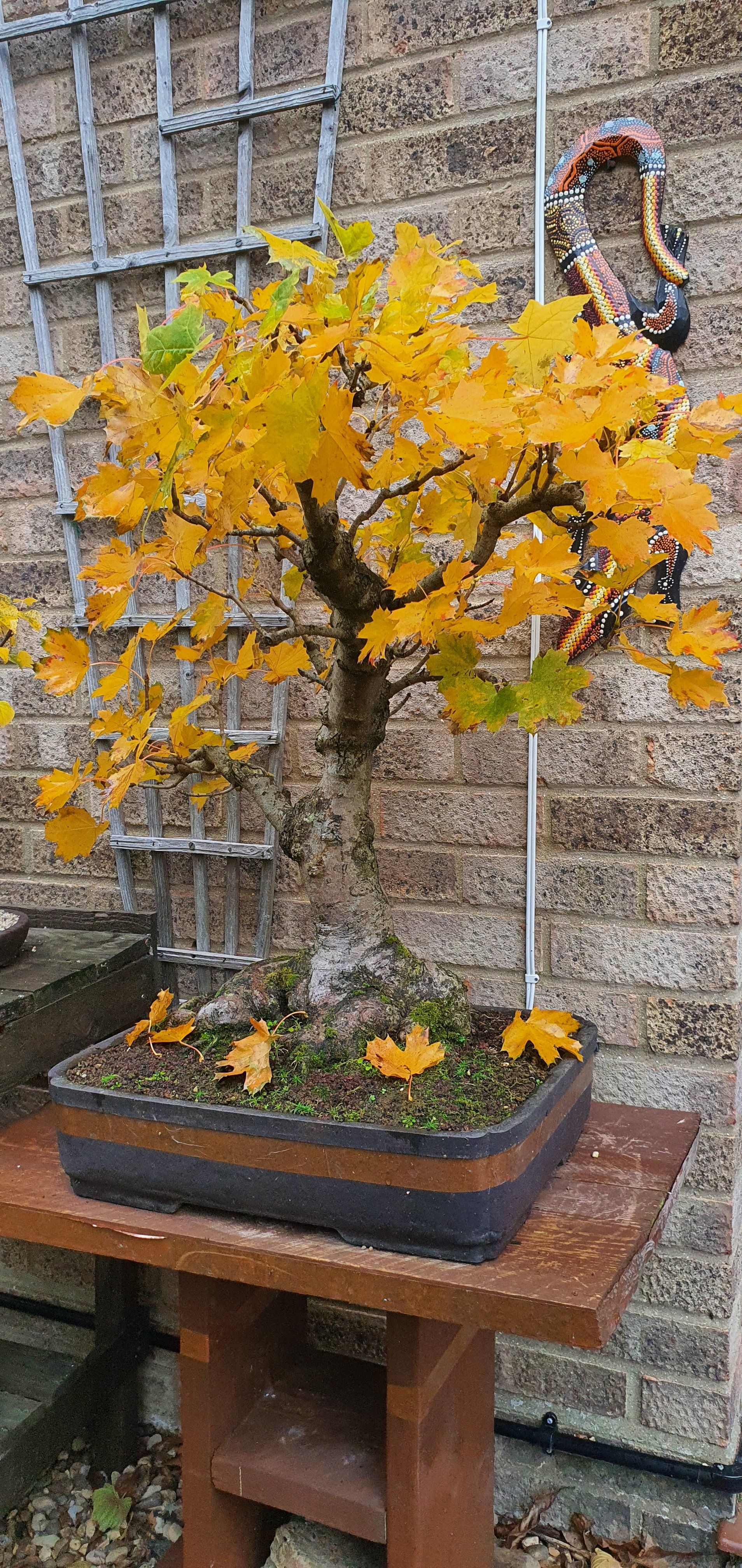 Norway maple in full autumn colours