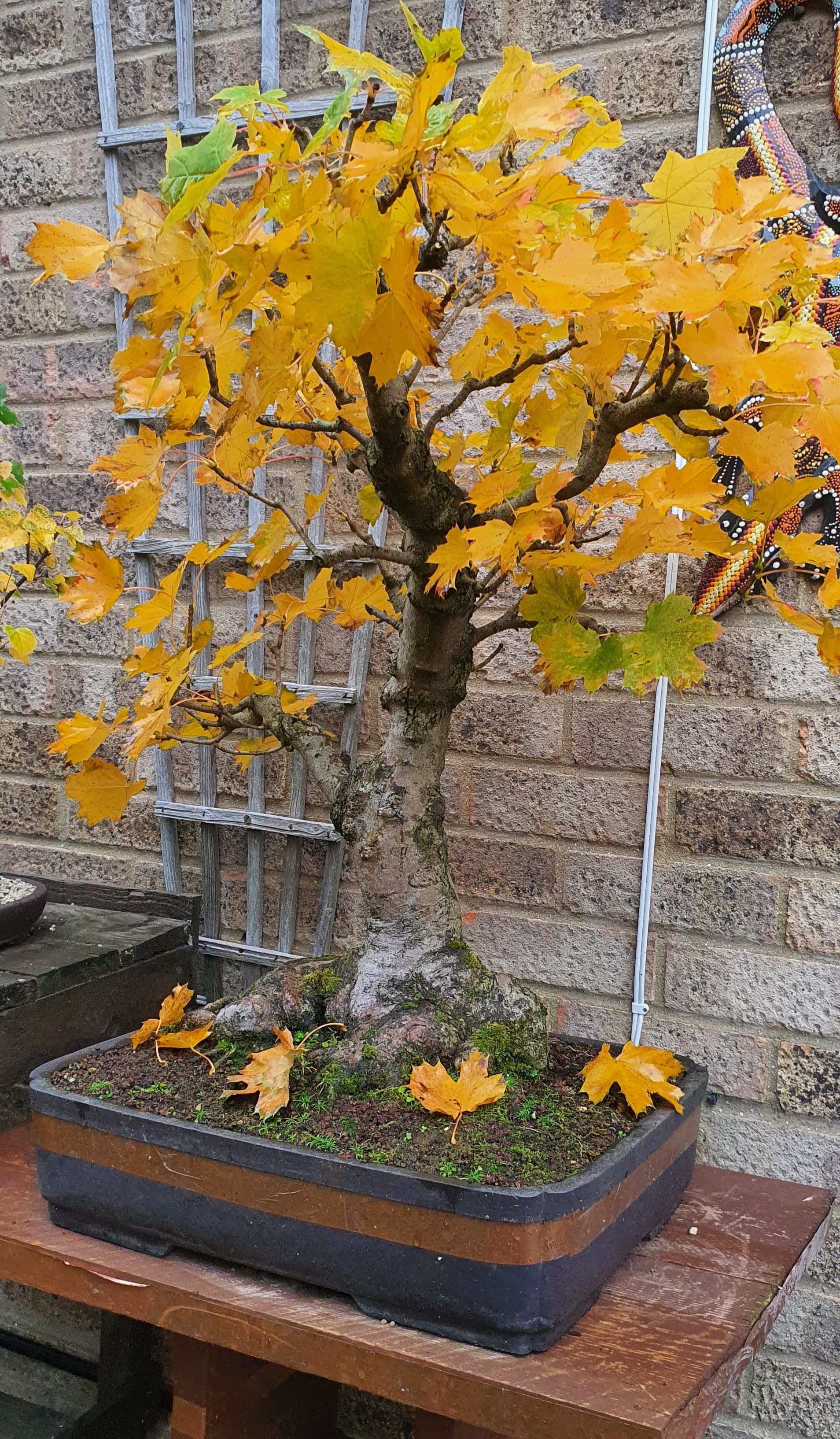 Norway maple in full autumn colours