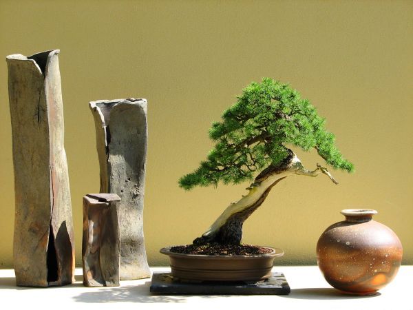 Pacific Rim Bonsai Collection