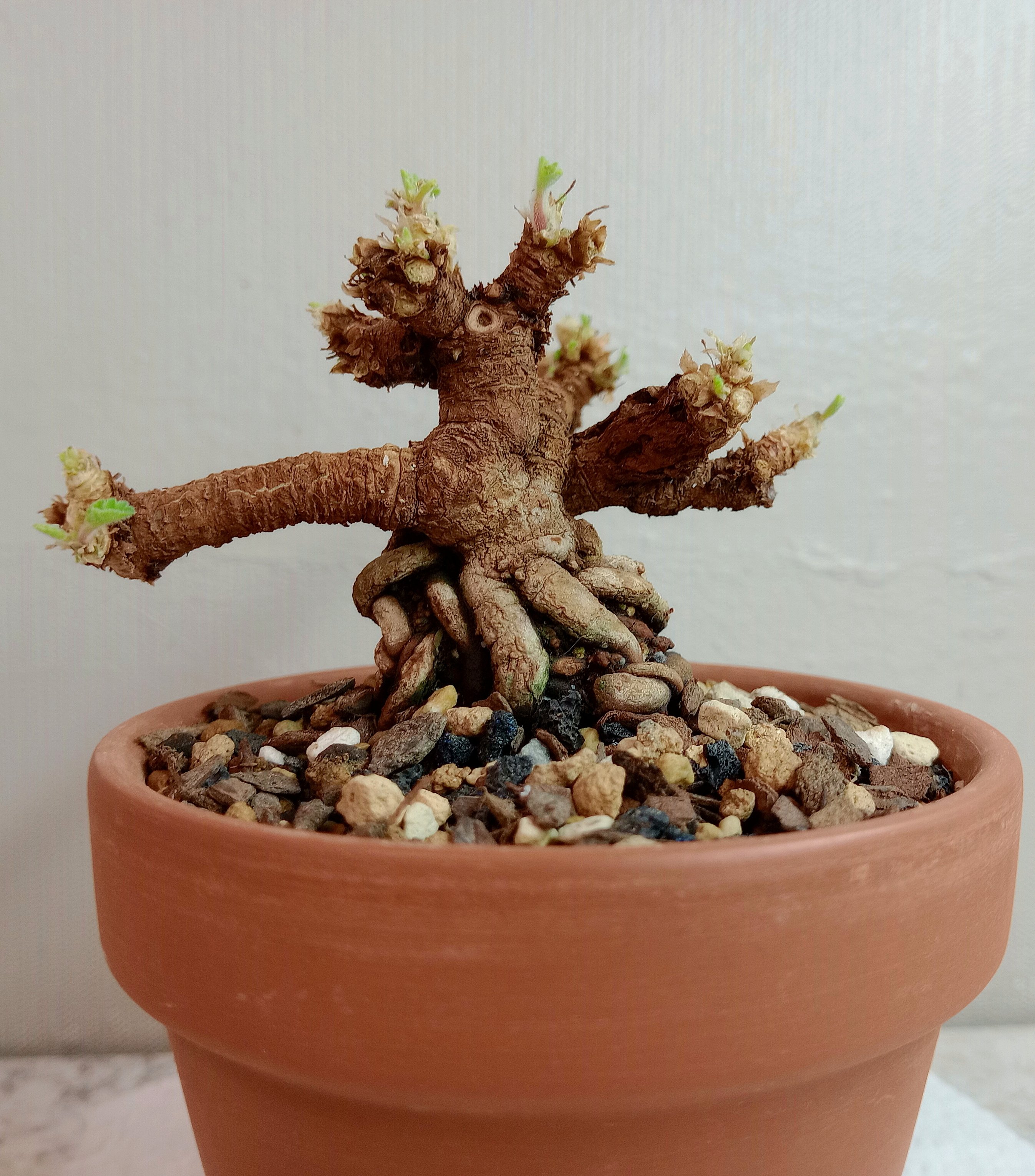 Repotted.jpg