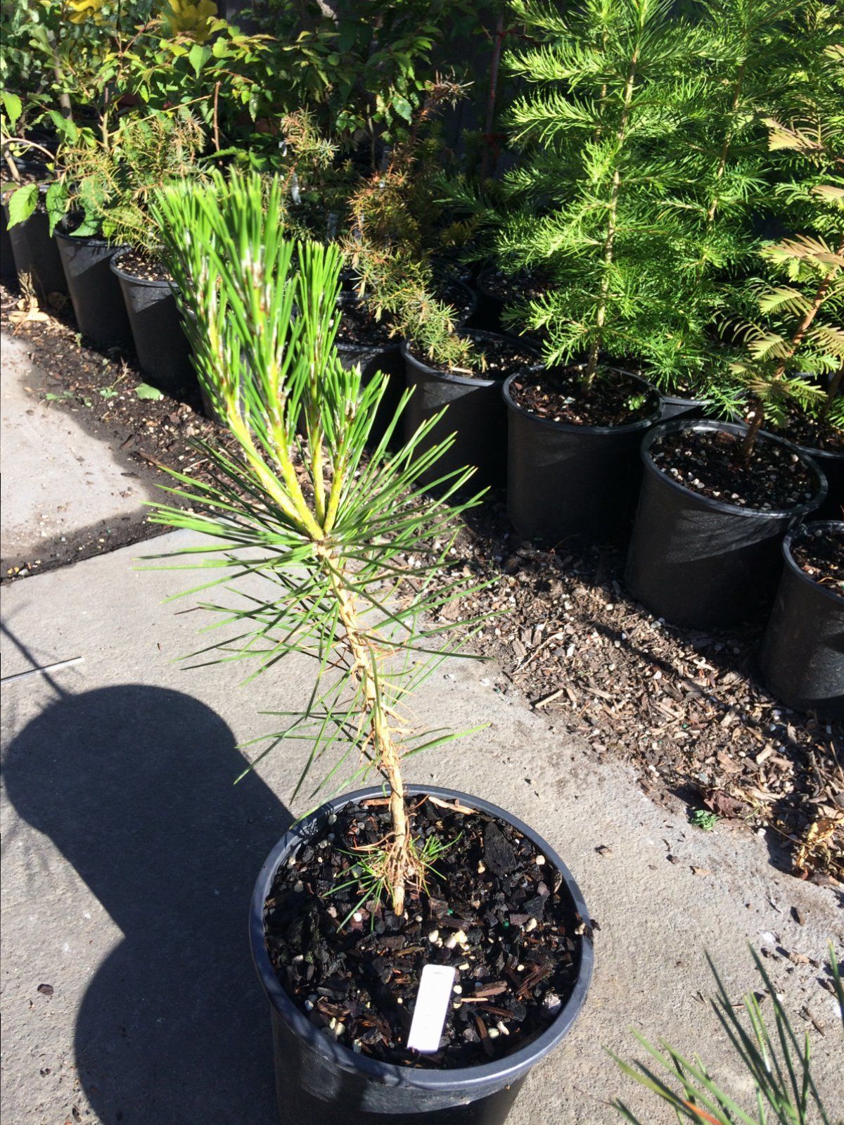 Sample black pine seedling