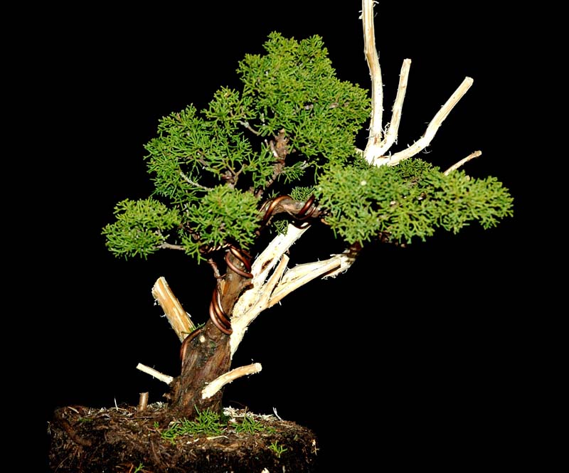 Shimpaku Juniper