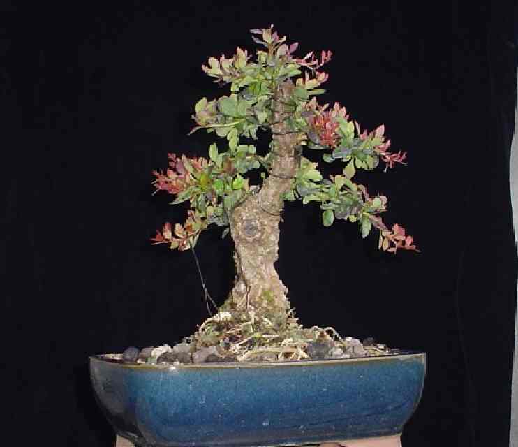 shohin barberry