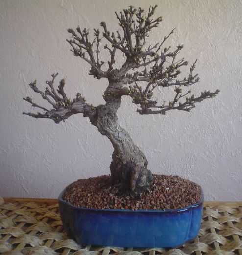 shohin barberry