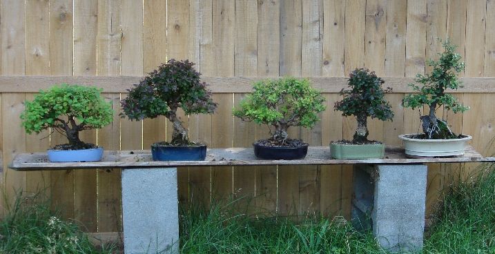 Shohin trees