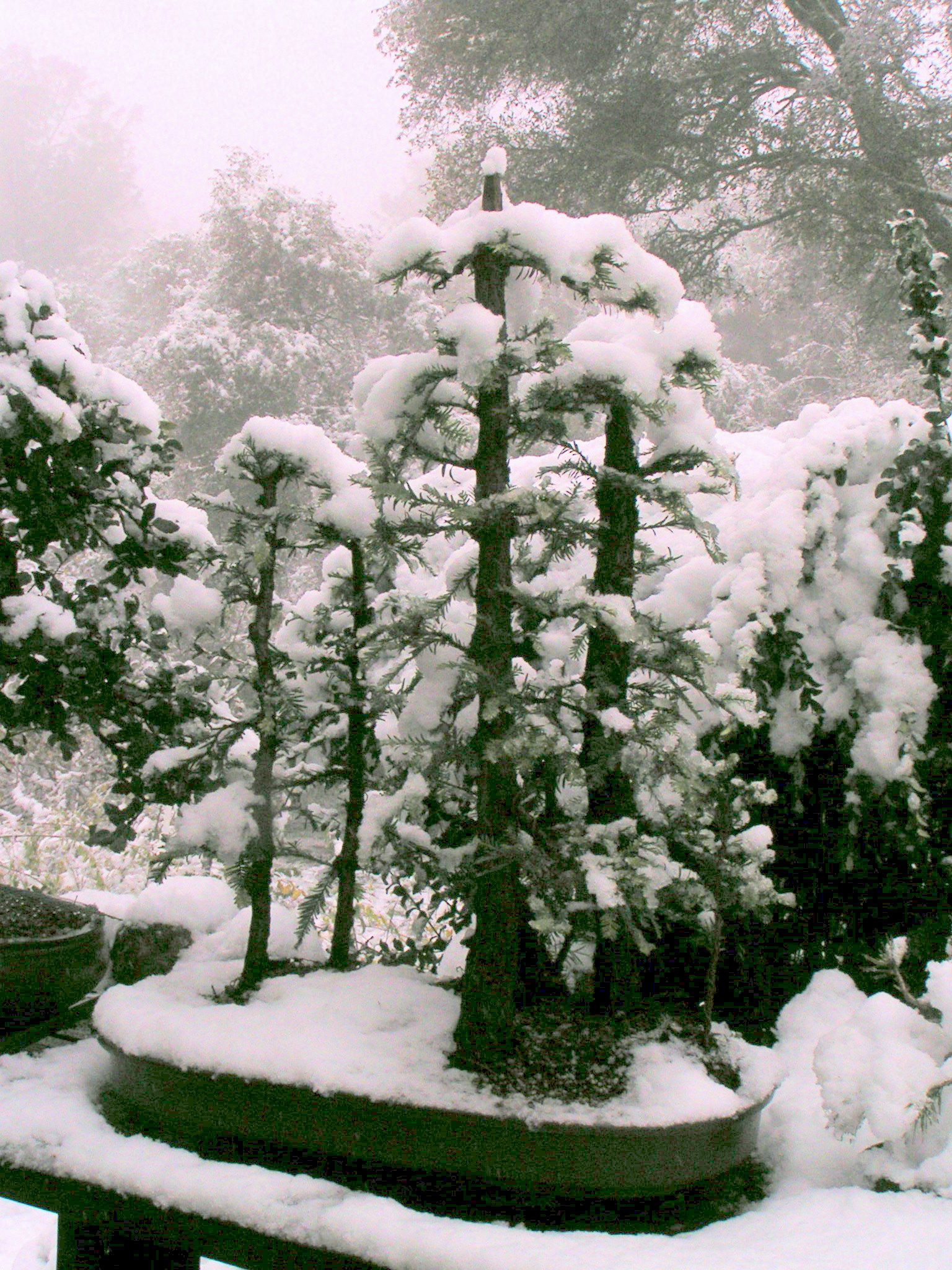 snowy_redwoods