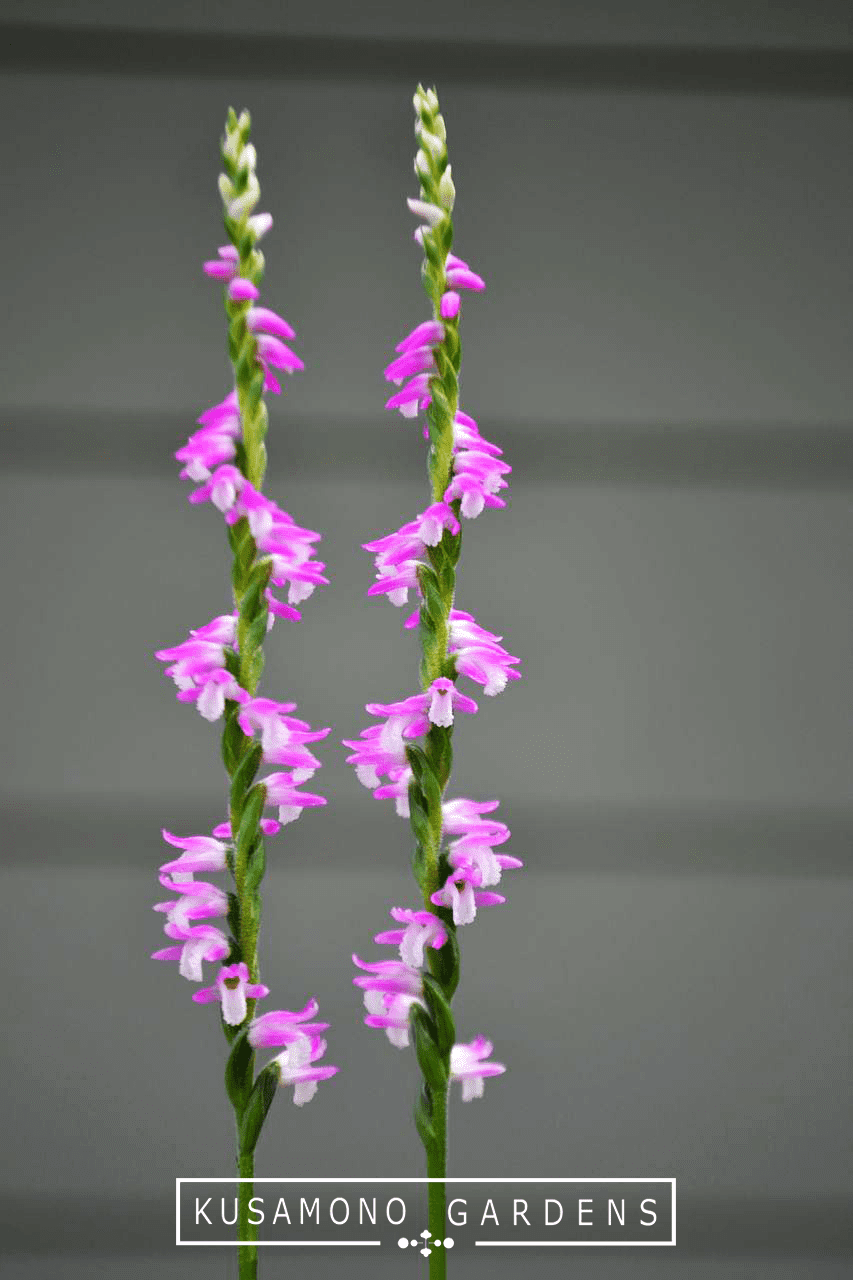 Spiral Orchid - Spiranthes Sinensis - Kusamono Gardens