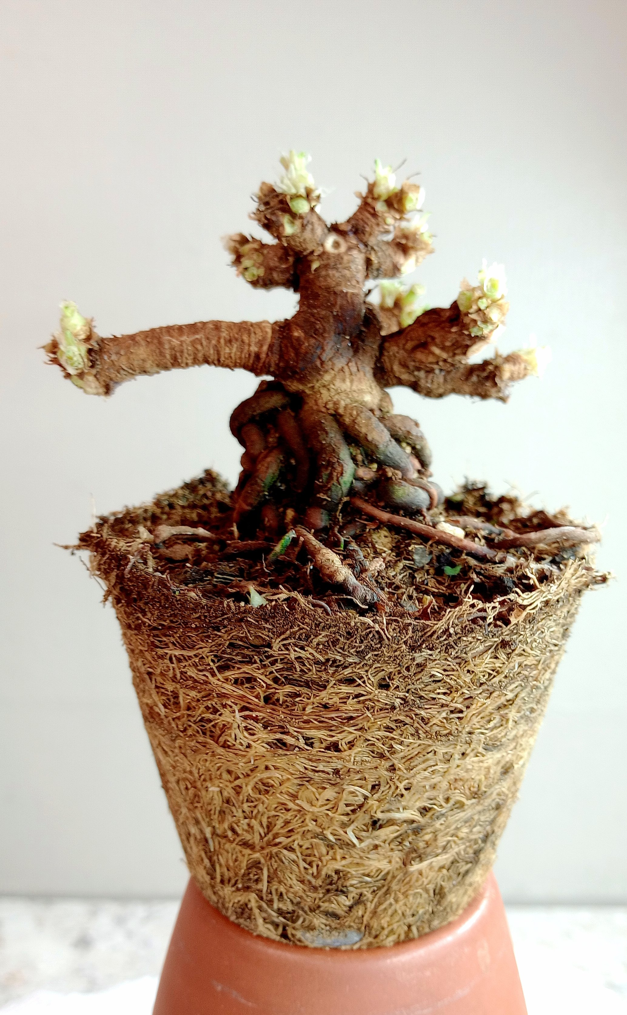 Structure pruned.jpg