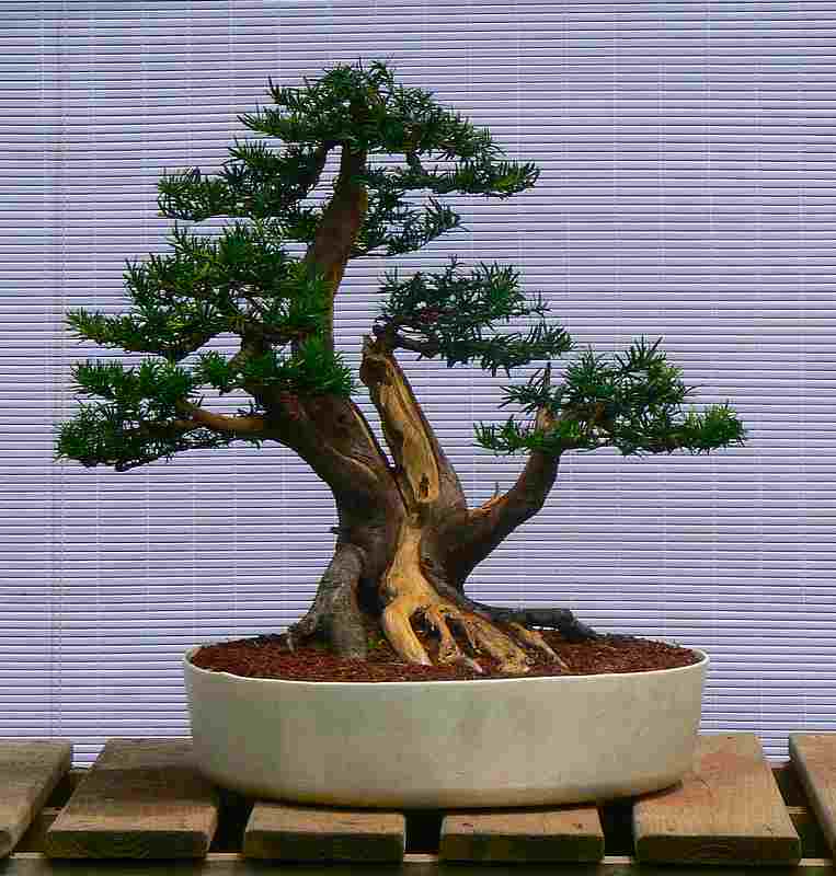 Taxus Cuspidata - Yew