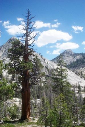 Trees in nature, Sierra Nevada Mountains