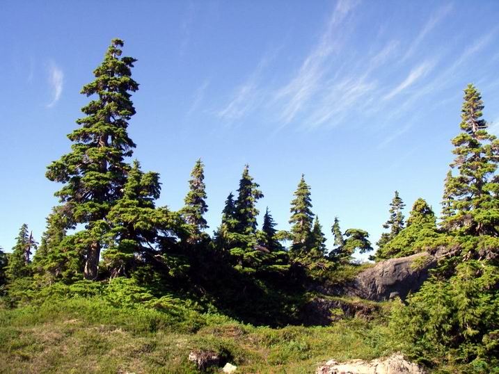 Trees in Nature Vancouver  Island Canada Bonsai  Nut