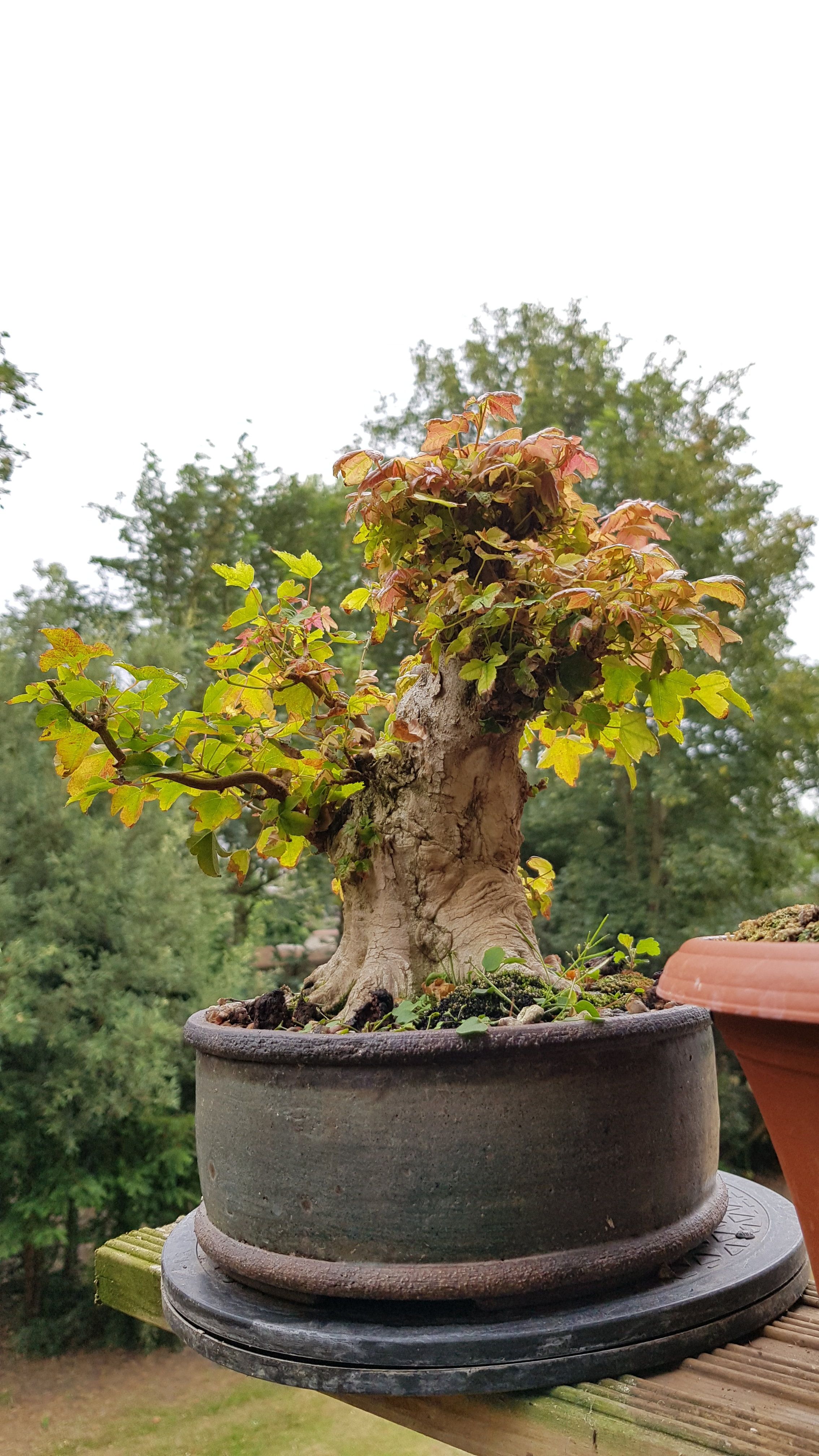 Trident Maple