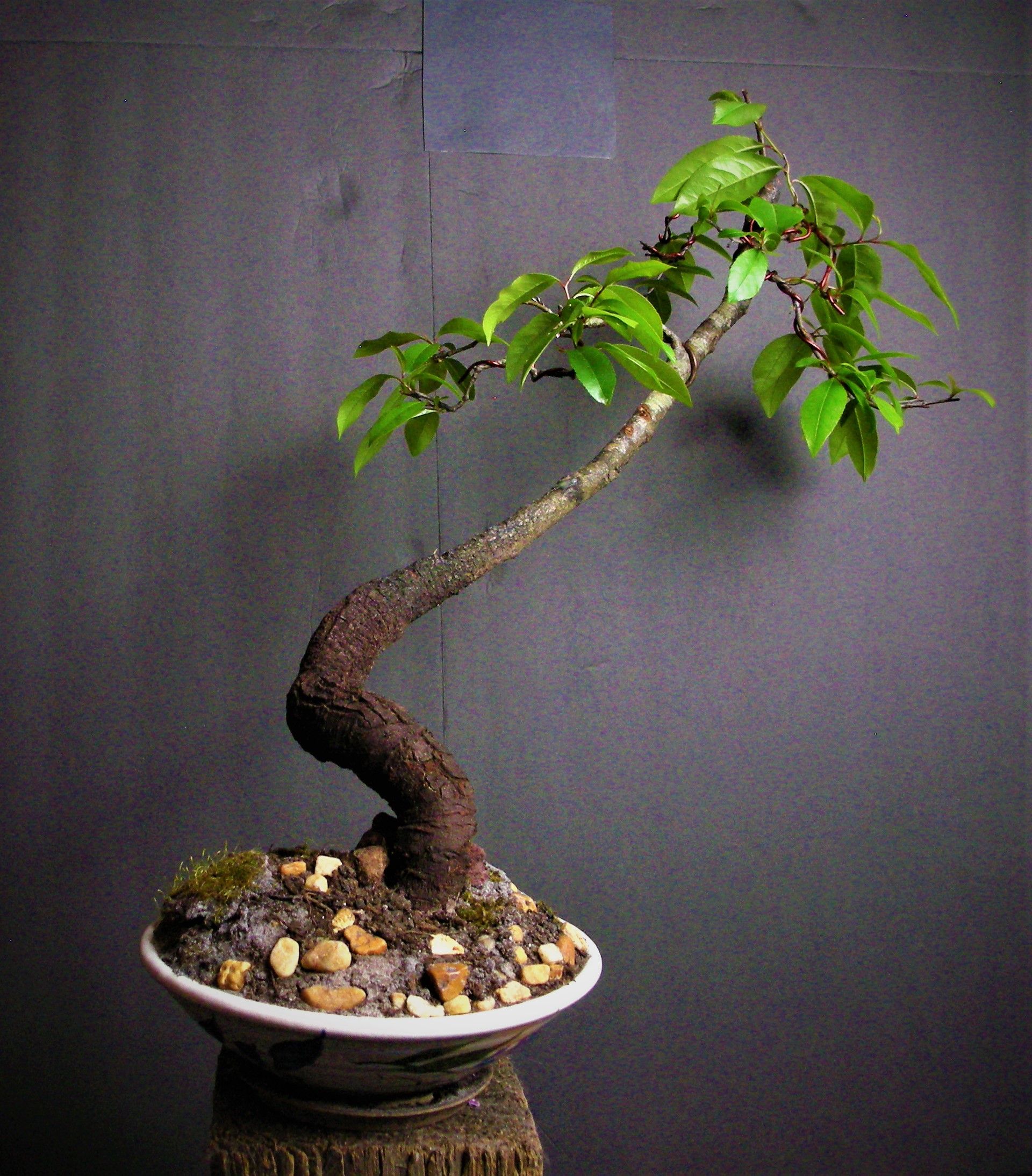 5. Nature's Grace In Miniature: Cherry Bonsai For Sale