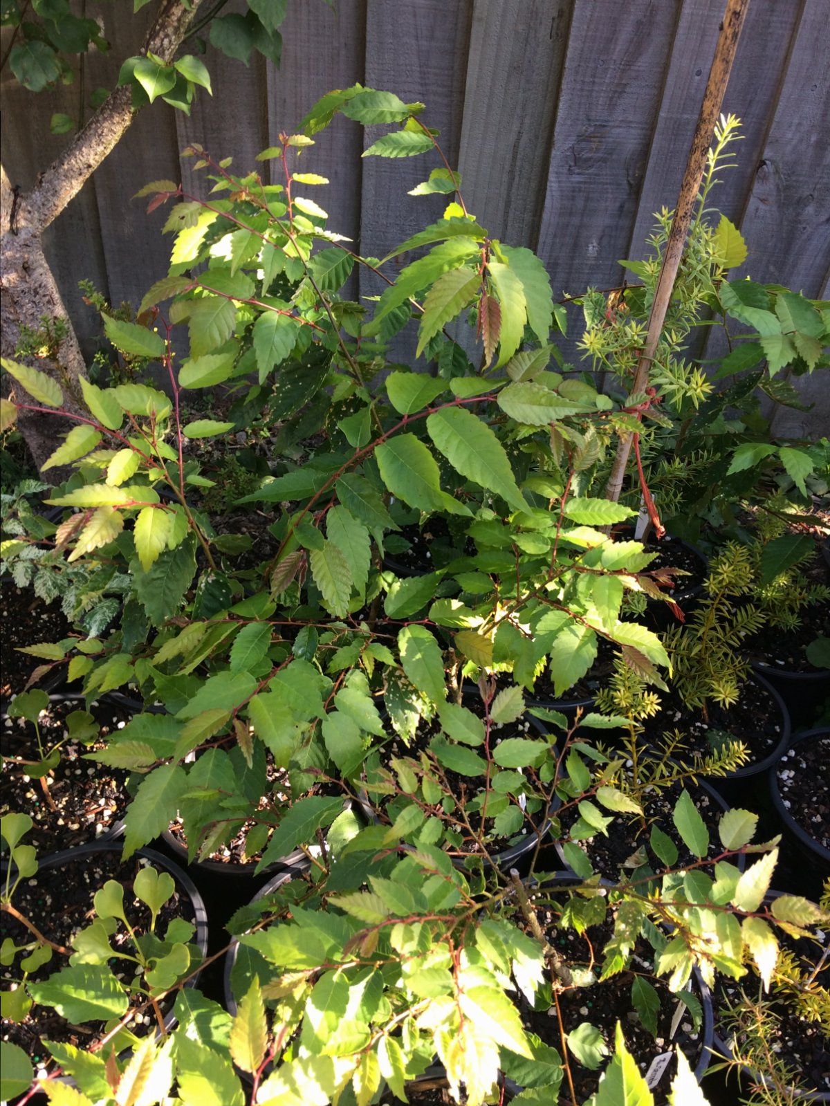 Zelkova serrata seedlings