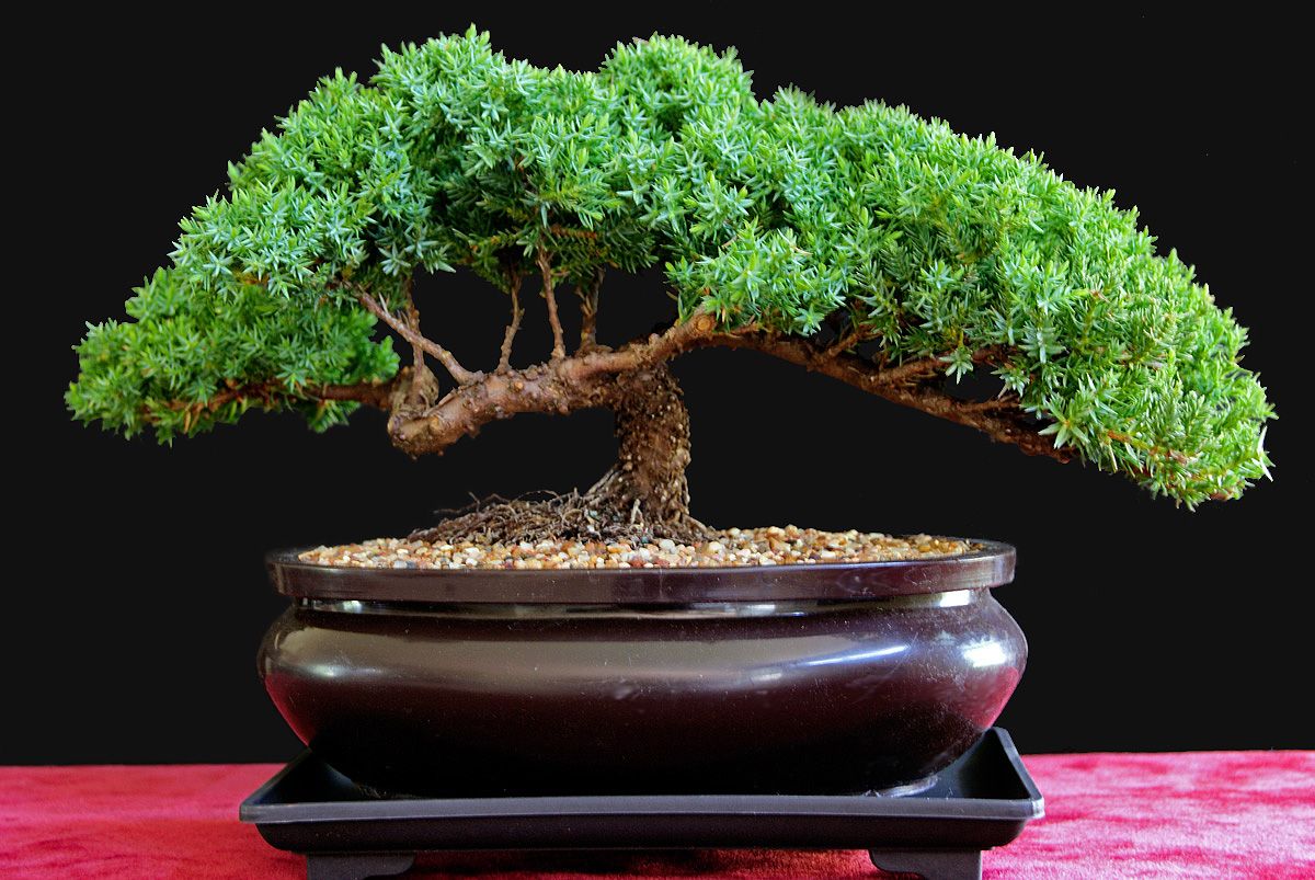 Zenshi's Juniper - 5/6/10