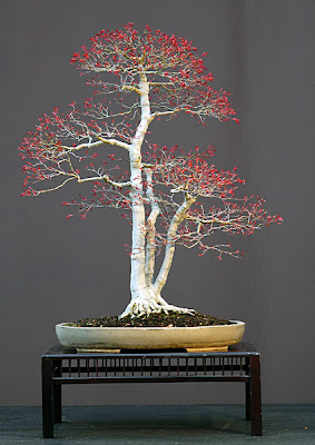 Dsc_3224v.jpg