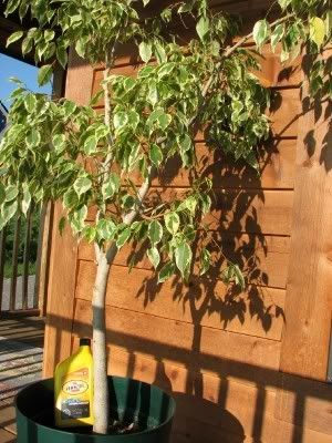 varigatedficus.jpg