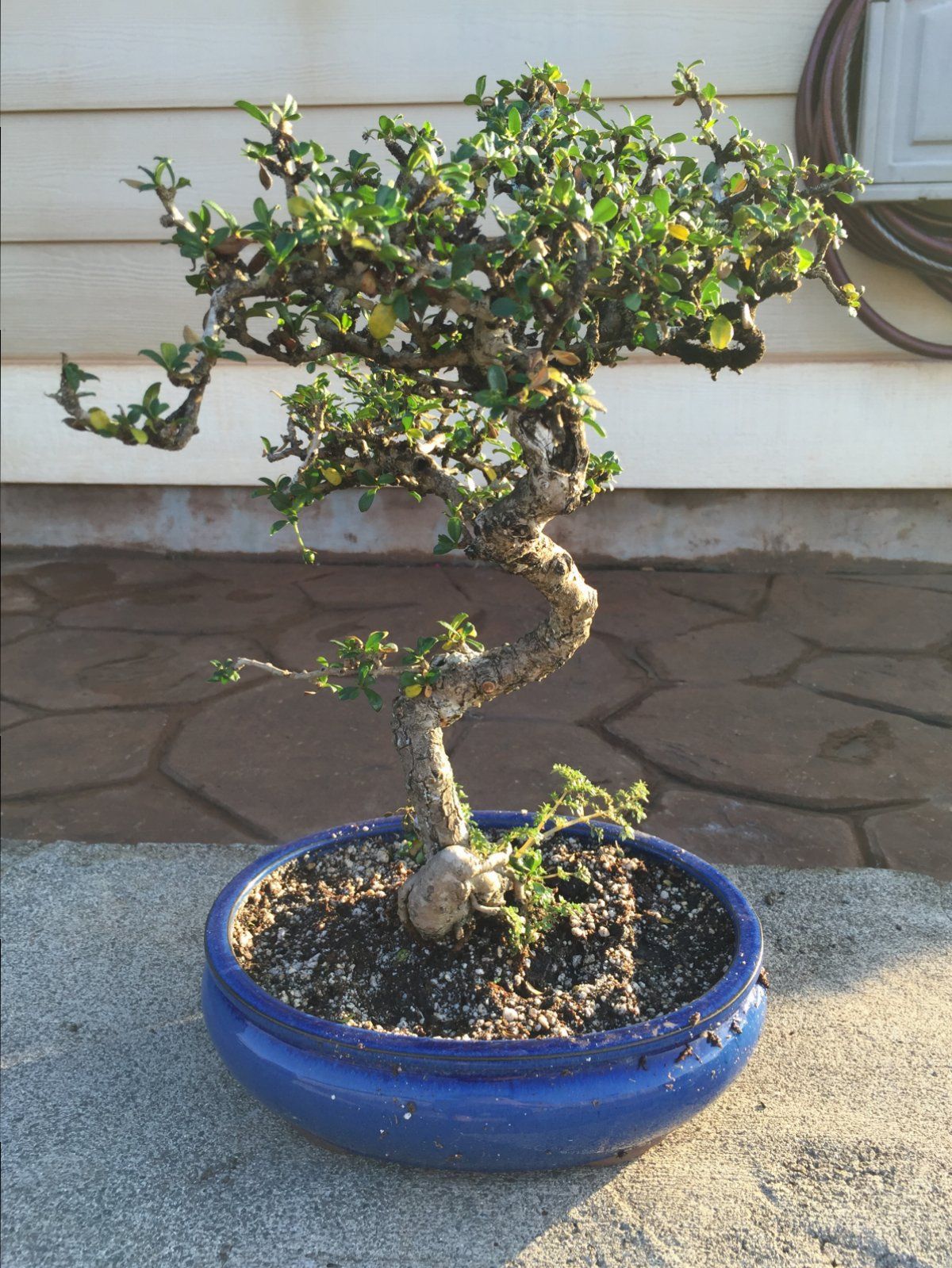 Fukien Tea, Repot for Different Soil Mix? | Bonsai Nut