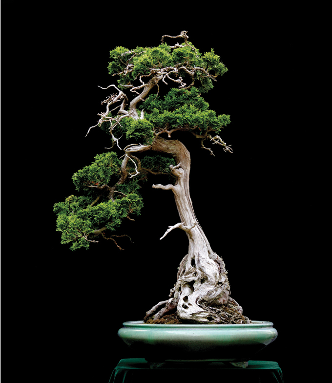 DanHinoki1.jpg
