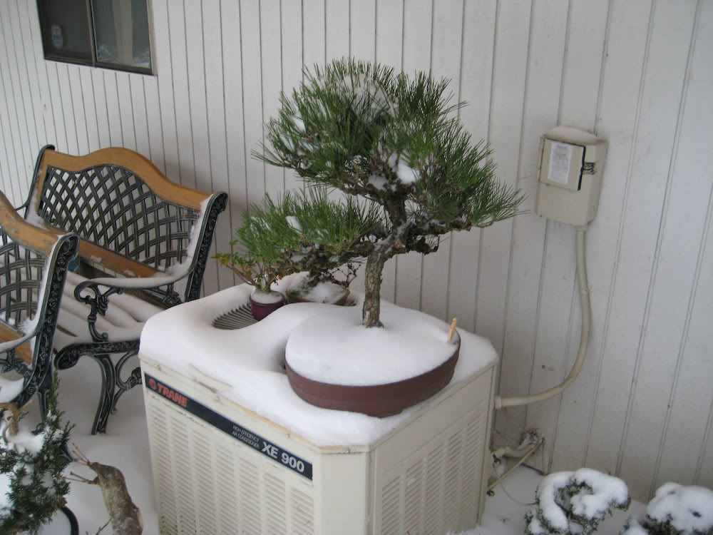 snow-8.jpg