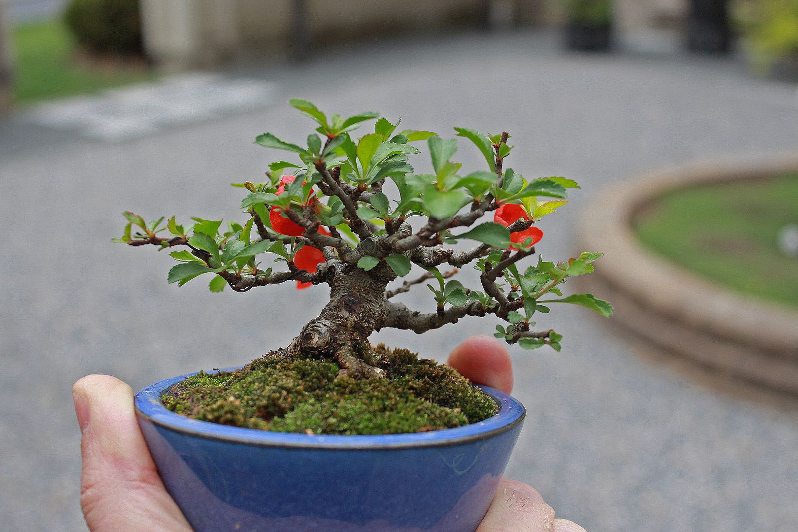 CHOJUBAI | Bonsai Nut