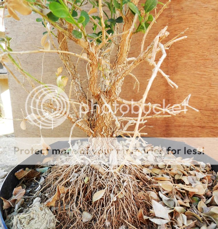 FirstBoxwood1-5-141.jpg