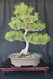 BlackPineBonsai2.jpg