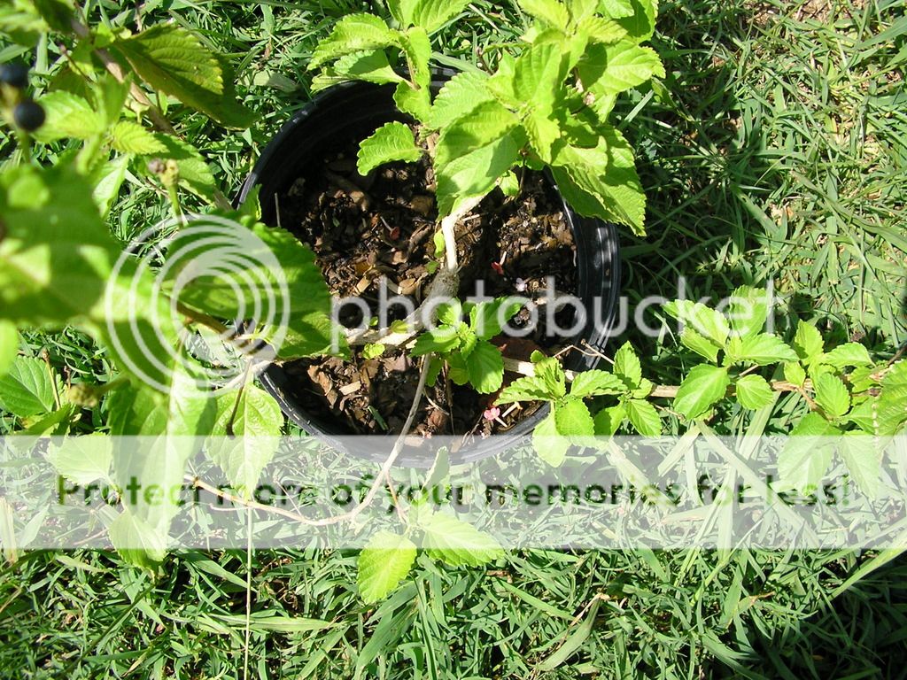 P1010082_zpsqskhvdrw.jpg