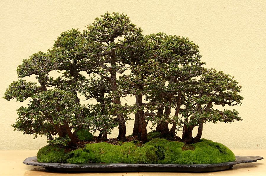 chineseelm.jpg