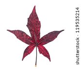 stock-photo-red-liquidambar-leaf-as-an-autumn-symbol-isolated-in-white-background-119535214.jpg