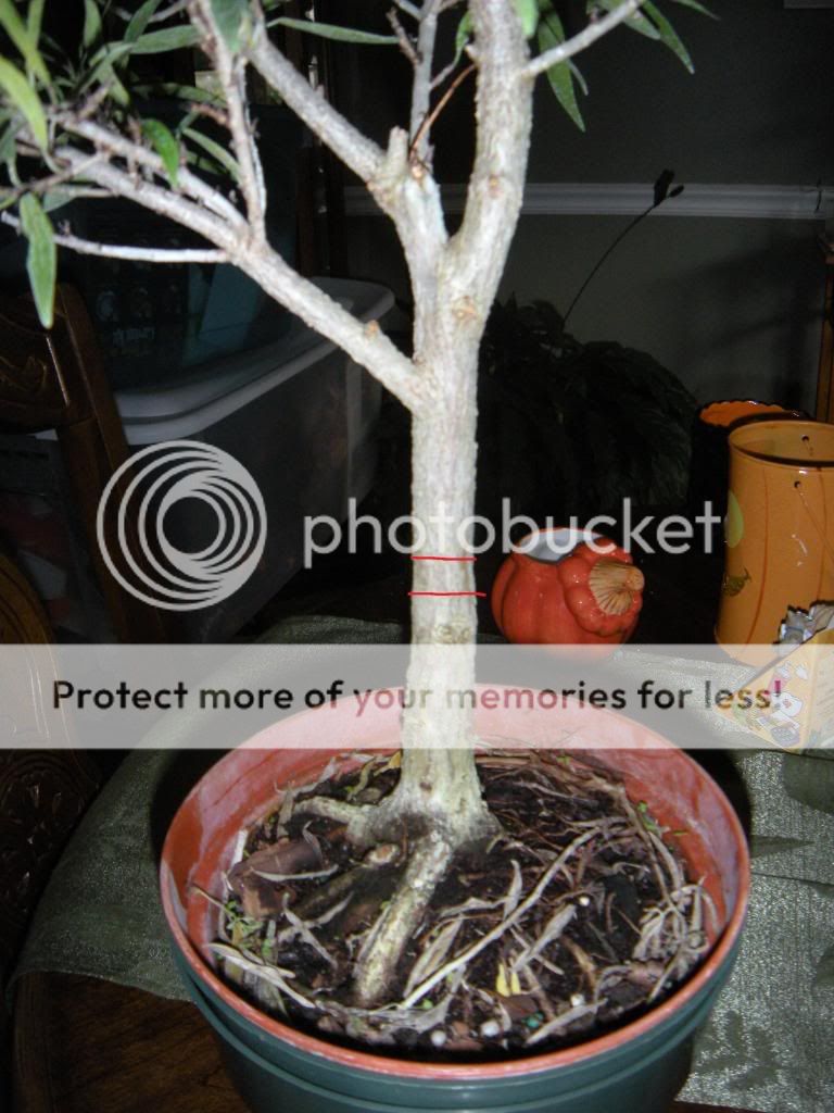 AirLayerFicus2.jpg