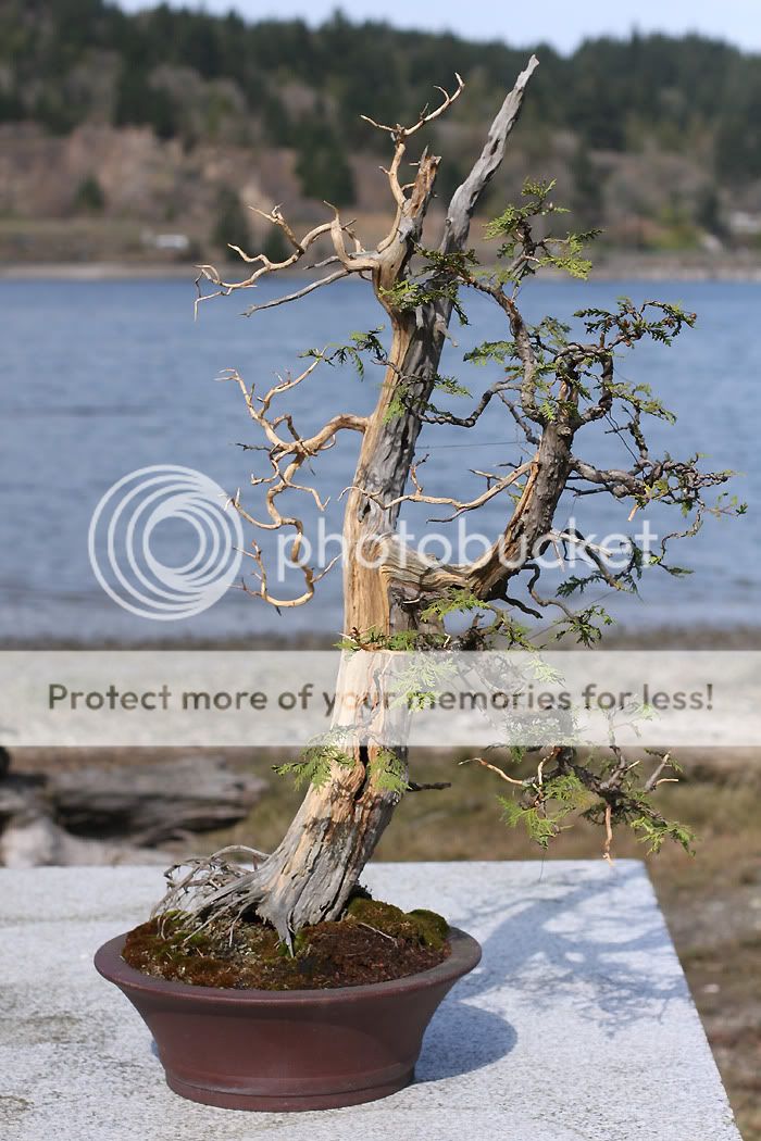 EasternWhiteCedar.jpg