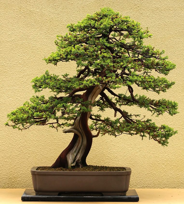 Juniper2.jpg
