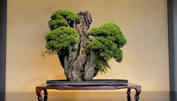 www.bonsaiempire.com